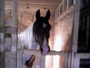 Profit, the horse who sparked the conversation